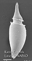 KEL0286 Phalacroma oxytoxoides.JPG