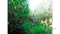 FN005 10 CH 018 Muerte de Laguncularia racemossa y regeneración de Rhizophora mangle.jpg