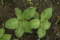 IMDOC3143 Tinantia erecta.JPG