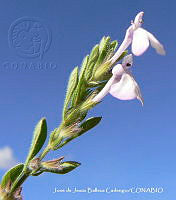 JJBC0466 Salvia axillaris.JPG