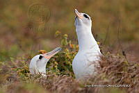 JRRO0498 Phoebastria immutabilis.jpg