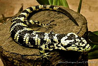 MDL0001 Abronia deppii.jpg