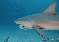 CNS1266 Carcharhinus leucas.jpg