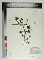 JAdNV0271 Cissus trifoliata.JPG