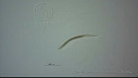 EAMS013 Moniliformidae.jpg