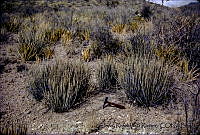 1259 Euphorbia antisyphilitica.jpg