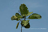 ZAPF0449 Wigandia urens.jpg
