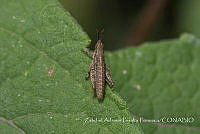 ZAPF0522 Sphenarium purpurascens.jpg