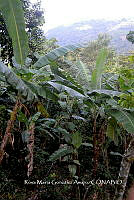 SG019 0344 Diospyros nigra.jpg