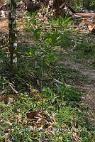 SG019 0398 Citrus reticulata.jpg