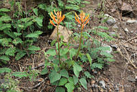 proy JF091 0193 Erythrina leptorhiza.JPG