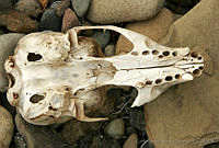 CNS0060 Arctocephalus townsendi.jpg