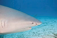 CNS1272 Carcharhinus leucas.jpg