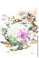 JMRM0036 Mammillaria herrerae.jpg