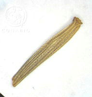 SL2613 Dahlia merckii.jpg