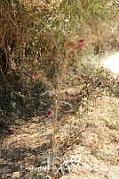 proy JF091 0107 Cirsium ehrenbergii.JPG