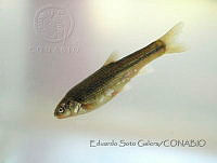 ESG002 Algansea tincella.JPG