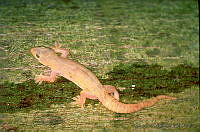 GC0102 Hemidactylus frenatus.jpg