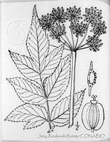 3027 Angelica triquinata.jpg