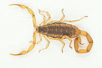 MASM07591 Centruroides suffusus.jpg