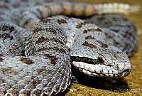 MDL0152 Crotalus pricei ssp. miquihuanus.jpg