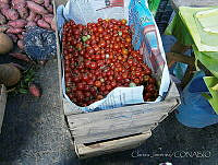 CJ0008 Solanum lycopersicum var. cerasiforme.jpg