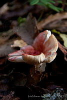 IMDOC1484 Fungi.jpg