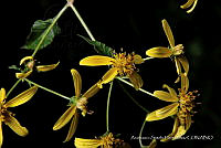 JDA D 00587 Bidens reptans.jpg