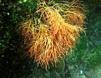 RRR089 Sarcodiotheca gaudichaudii.jpg