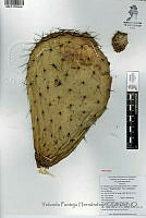 YPH2317 Opuntia hyptiacantha.jpg