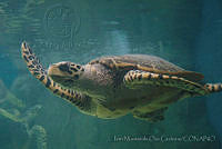 IMDOC0989 Lepidochelys olivacea.jpg