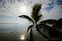 IDG1069 Cocos nucifera.jpg