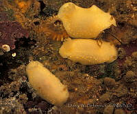 DP014-125 Cadlina modesta.jpg