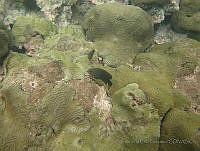 VDLCF1713 Stegastes adustus.jpg