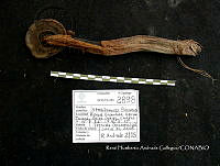 HC014 0089 Strobilomyces floccosus.jpg