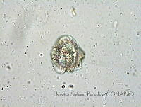 JSP127 Goniodoma acuminatum.JPG