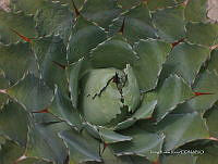 IRR 0033 Agave potatorum.jpg
