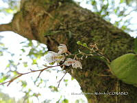 JF092 1383 Leochilus oncidioides.jpg