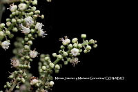 ME010 MJyMG 00061  Cupania glabra Sw., 1788.JPG