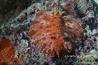 NE018 0255 Platydoris angustipes.jpg
