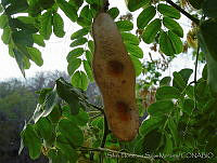 SHSM0003 Albizia occidentalis.jpg