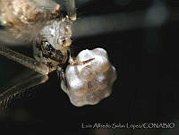 LASL0075 Physocyclus dugesi.jpg