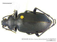 ZJJG0149 Calosoma peregrinator.jpg