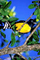 HBB0043 Trogon melanocephalus.jpg