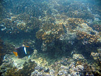 ALCM026 Holacanthus passer.JPG