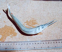 JMHS0048 Strongylura marina Strongylura marina.jpg