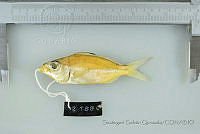 SGQ1362 Eucinostomus currani.jpg