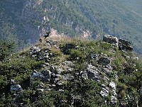 MTR02 Odocoileus virginianus.jpg