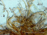KT018 0236 Scytonema mirabile 2.jpg