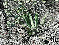 RG016 0908 Agave palmeri.jpg